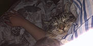 Remy is registered to the contest to win money with this photo: cat, sleeping_cat, pet, blanket, hand, arm, striped_sheet, pillow, cozy, whiskers, fur, nose, indoor, bedroom, close_up, sleeping, resting, flash, soft_light, striped_pattern