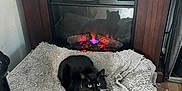 Koda joined the competition — help win amazing prizes! cat, tuxedo_cat, fireplace, blanket, pet_bed, indoor, hardwood_floor, mantel, reflection, cozy, black_cat, whiskers, green_eyes, lounging, furniture, knit_blanket, flooring, home_interior, relaxed, lamp