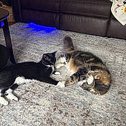 Koda joined the competition — help win amazing prizes! cat, cats, black_cat, tabby_cat, rug, carpet, couch, leather_sofa, blanket, paw, whiskers, pet, indoor, living_room, furniture, playing, touching_paws, relaxed, adorable, fur