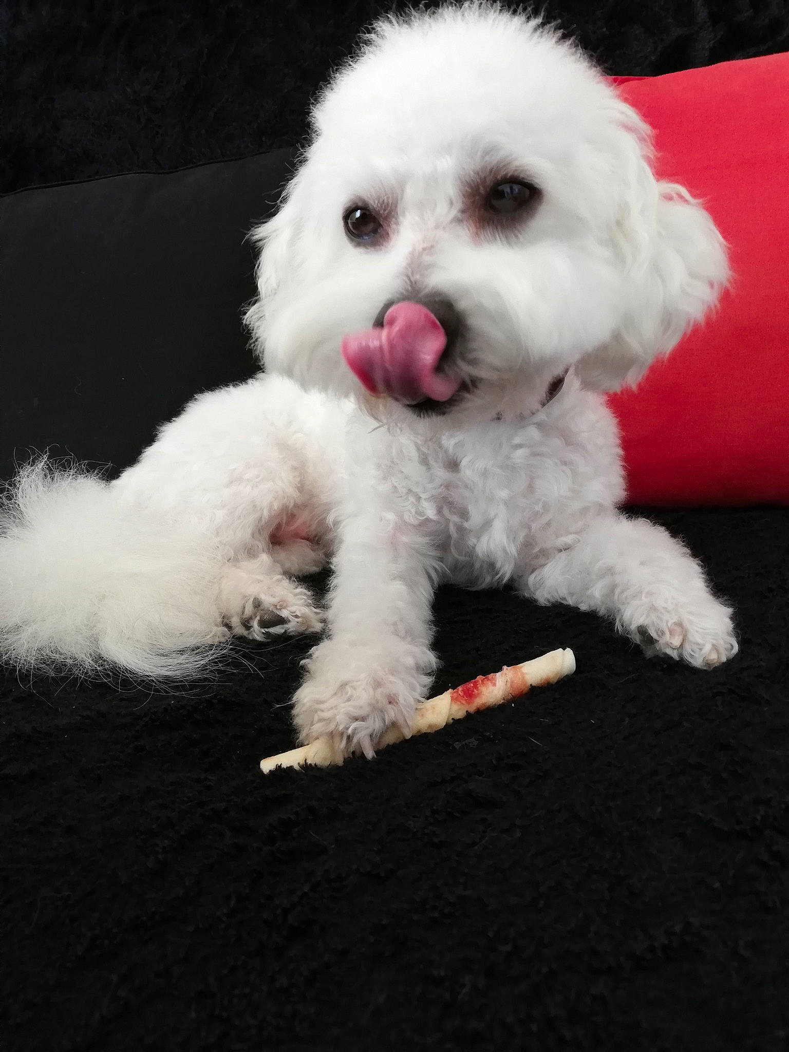 Tommy participe au concours pour gagner de l'argent avec cette photo : bichon, bichon_frise, bolognese, bolonka, canidae, carnivore, companion_dog, dog, dog_breed, maltepoo, maltese, mammal, non_sporting_group, nose, poodle, puppy, rare_breed_dog, toy_dog, toy_poodle, vertebrate
