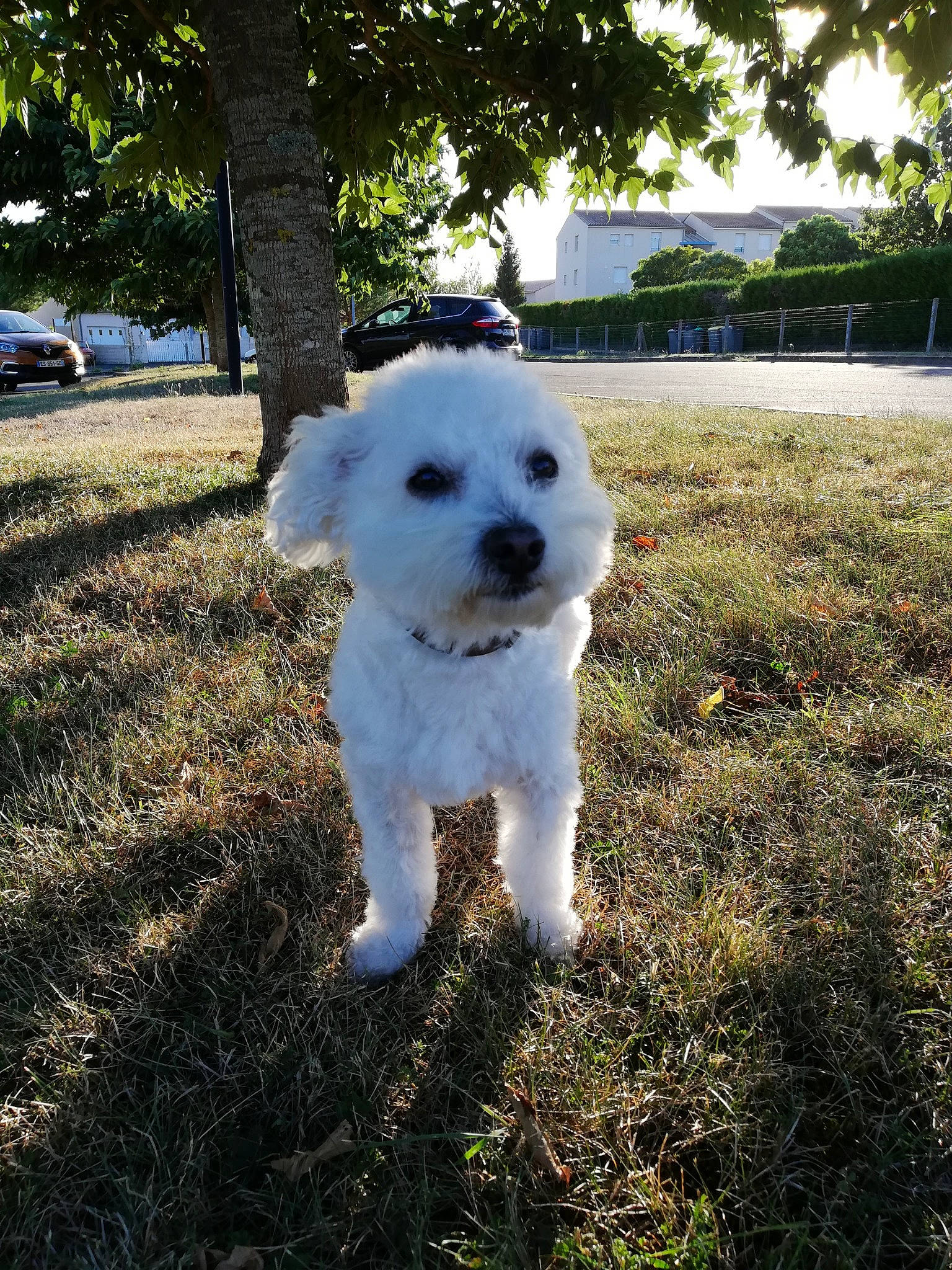 Tommy participe au concours pour gagner de l'argent avec cette photo : bichon, bichon_frise, bolognese, canidae, carnivore, cavachon, companion_dog, dog, dog_breed, maltese, mammal, non_sporting_group, poodle, puppy, rare_breed_dog, schnoodle, sky, sporting_group, toy_dog, toy_poodle