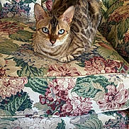 Deja is registered to the contest to win money with this photo: cat, tabby_cat, striped_fur, blue_eyes, pet, animal, sitting, loaf_pose, indoors, chair, floral_pattern, upholstery, furniture, portrait, close_up, whiskers, ears, tail, cozy, home_decor