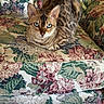 cat, tabby_cat, striped_fur, blue_eyes, pet, animal, sitting, loaf_pose, indoors, chair, floral_pattern, upholstery, furniture, portrait, close_up, whiskers, ears, tail, cozy, home_decor