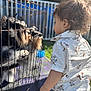 Gabriel joined the competition — help win amazing prizes! animal, child, curly_hair, daylight, dog, fence, grass, interaction, jeans, metal_fence, nature, outdoor, pet, playful, portrait, schnauzer, short_sleeve_shirt, sunlight, toddler, young_child
