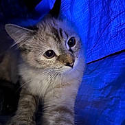 Beans is registered to the contest to win money with this photo: cat, kitten, animal, pet, fur, whiskers, blue_light, curious, closeup, paw, indoors, face, eyes, tabby, feline, soft, cute, portrait, texture, tent