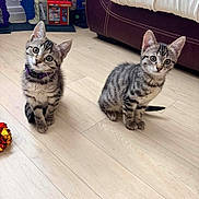 Baya Et Bella a rejoint le concours — aidez-le/la à gagner de superbes lots ! cat, kittens, tabby, animal, pet, sitting, indoors, floor, wooden_floor, sofa, furniture, toy, collar, striped_fur, whiskers, ears, tail, portrait, curious, home