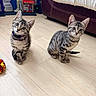 cat, kittens, tabby, animal, pet, sitting, indoors, floor, wooden_floor, sofa, furniture, toy, collar, striped_fur, whiskers, ears, tail, portrait, curious, home