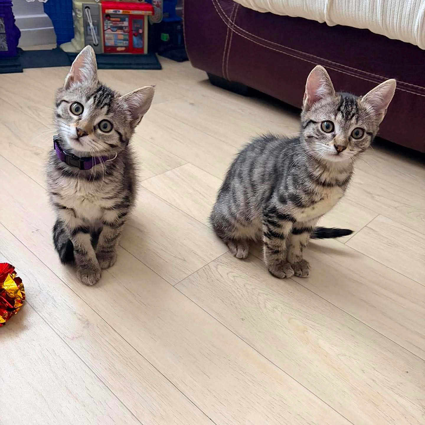 Baya Et Bella a rejoint le concours — aidez-le/la à gagner de superbes lots ! cat, kittens, tabby, animal, pet, sitting, indoors, floor, wooden_floor, sofa, furniture, toy, collar, striped_fur, whiskers, ears, tail, portrait, curious, home