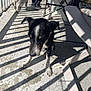 animal, balcony, black_and_white_dog, casual, chair, dog, floor, furniture, leash, legs, outdoor, pavement, pet, plant, railing, shadow, sunlight, table, walking, white_dog