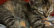Kaly participe au concours pour gagner de l'argent avec cette photo : kitten, sleeping, cat, feline, pet, animal, resting, fur, cute, cozy, indoor, blanket, cushion, patterned, closeup, paw, whiskers, relaxing, tabby, small