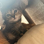 Kaly participe au concours pour gagner de l'argent avec cette photo : kitten, cat, tabby, cute, animal, pet, whiskers, fur, cozy, soft_light, indoor, curious, small, young, closeup, face, eyes, snuggle, resting, warm