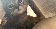 Kaly participe au concours pour gagner de l'argent avec cette photo : animal, cat, closeup, cozy, curious, cute, eyes, face, fur, indoor, kitten, pet, resting, small, snuggle, soft_light, tabby, warm, whiskers, young