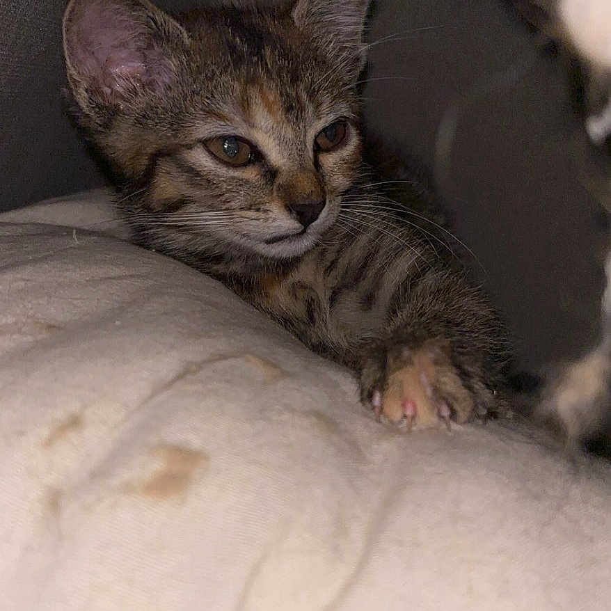 Kaly