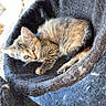 Kaly a rejoint le concours — aidez-le/la à gagner de superbes lots ! kitten, cat, tabby, pet, animal, cute, feline, resting, indoor, cozy, fur, whiskers, small, young, curious, black, cat_tree, hammock, texture, comfortable