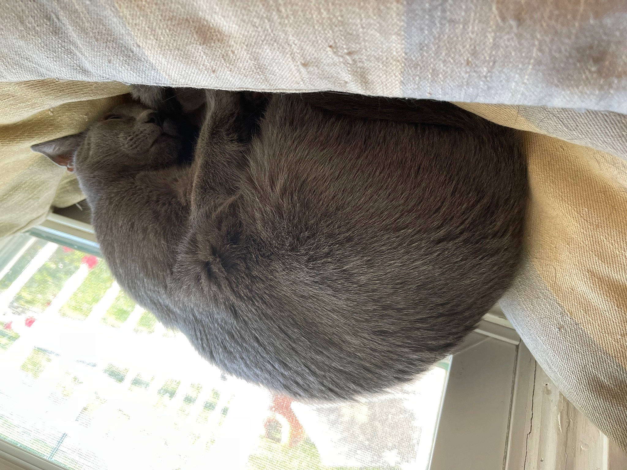 Shadow is registered to the contest to win money with this photo: cat_supply, comfort, felidae, fur, grey, linens, natural_material, snout, tail, terrestrial_animal, wood, wool