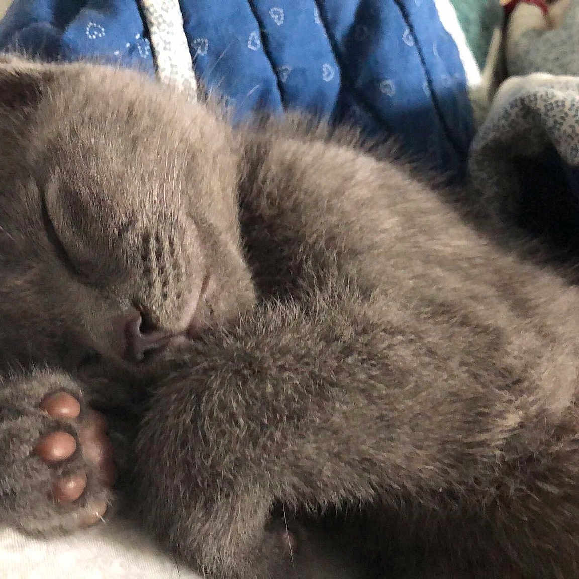 Shadow joined the competition — help win amazing prizes! black_cat, canidae, carnivore, cat, claw, comfort, denim, dog_breed, domestic_short_haired_cat, electric_blue, felidae, foot, fur, grey, human_leg, paw, small_to_medium_sized_cats, tail, terrestrial_animal, whiskers