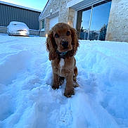 Aïko participe au concours pour gagner de l'argent avec cette photo : puppy, dog, snow, outdoor, winter, house, stone_wall, car, cute, pet, fur, collar, young_dog, animal, cold, daylight, front_yard, playful, adorable, nature