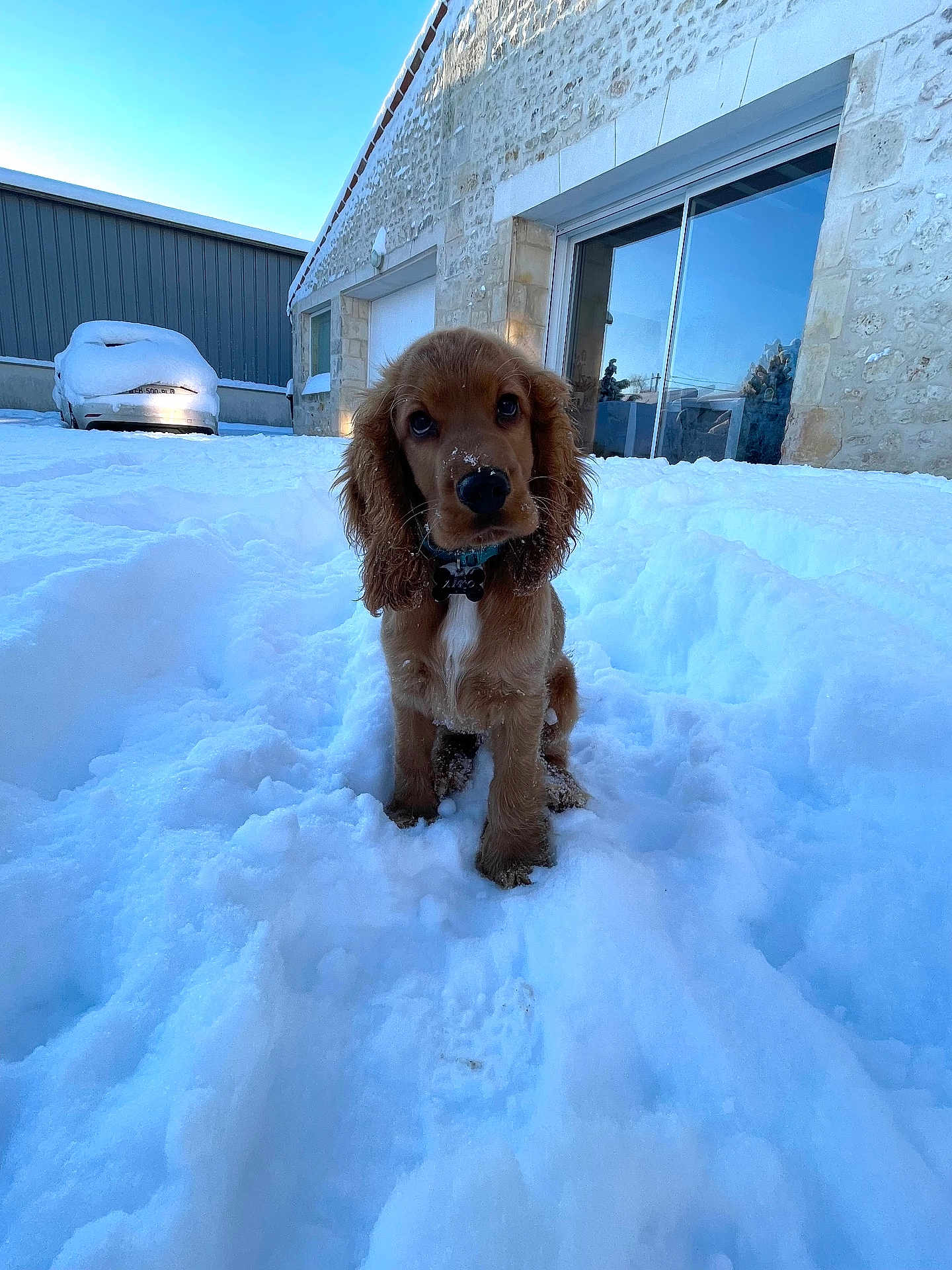 Aïko participe au concours pour gagner de l'argent avec cette photo : puppy, dog, snow, outdoor, winter, house, stone_wall, car, cute, pet, fur, collar, young_dog, animal, cold, daylight, front_yard, playful, adorable, nature