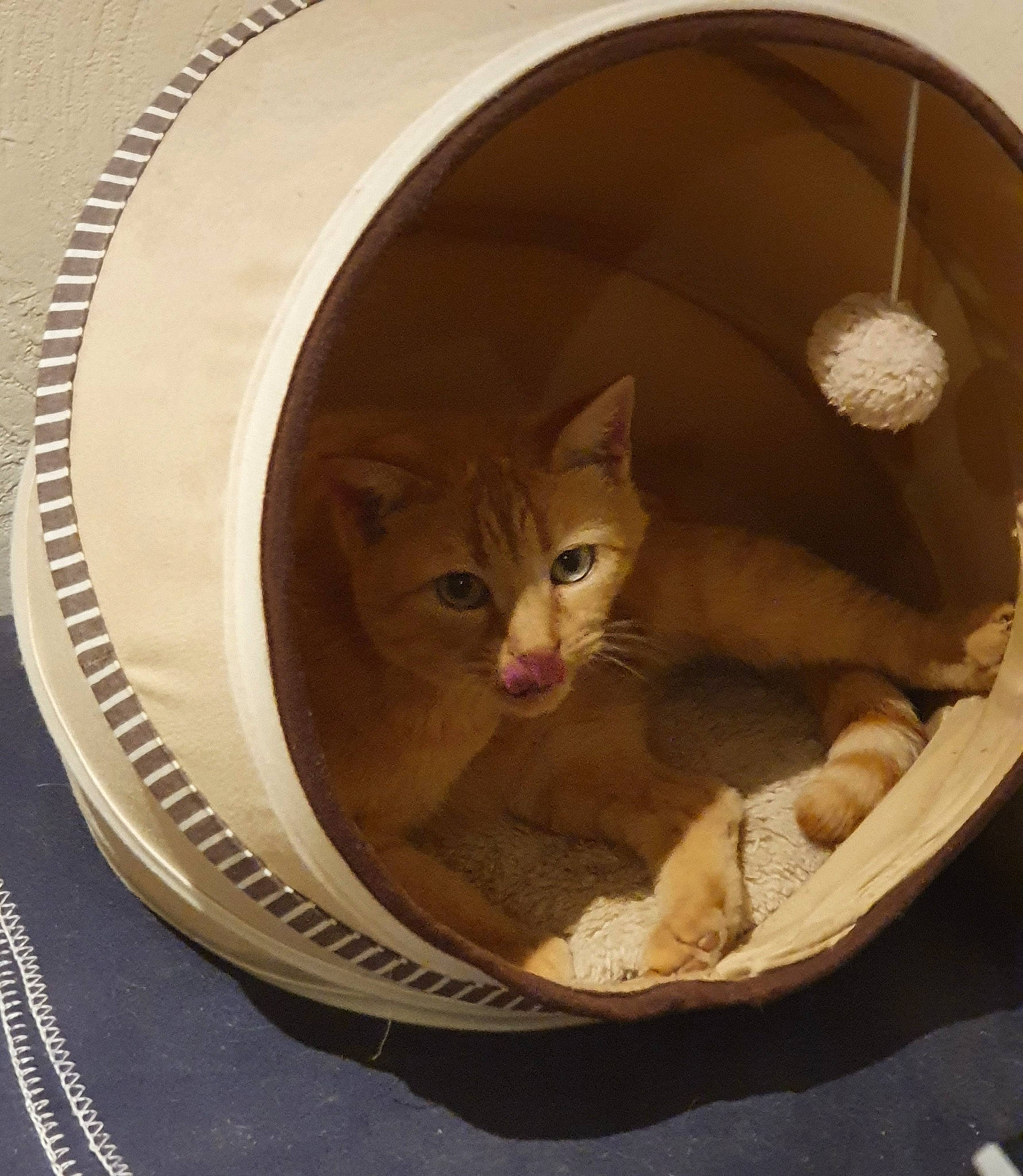 Maurice a rejoint le concours — aidez-le/la à gagner de superbes lots ! automotive_tire, basket, box, cardboard, carnivore, cat, cat_bed, cat_supply, circle, door, fawn, felidae, mammal, pet_supply, small_to_medium_sized_cats, stairs, tire, whiskers, window, wood