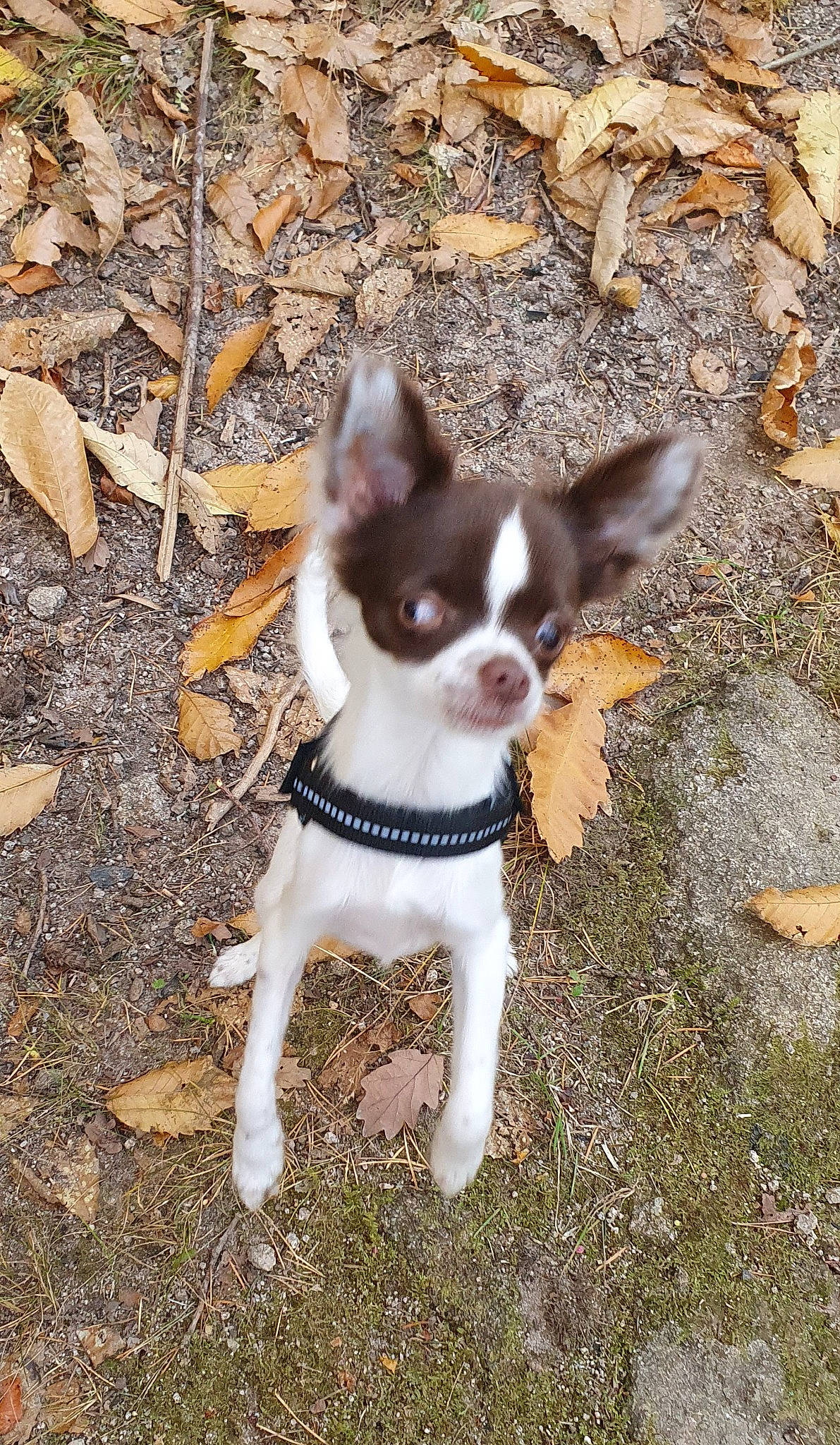 Scoubidoo a rejoint le concours — aidez-le/la à gagner de superbes lots ! brown, canidae, carmine, carnivore, chihuahua, companion_dog, dog, dog_breed, eye, fawn, fur, grass, snout, soil, sporting_group, tail, terrestrial_animal, toy_dog, whiskers, working_animal