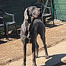 Aïka participe au concours pour gagner de l'argent avec cette photo : dog, great_dane, outdoor, sunlight, shadow, plastic_chair, fence, concrete_path, dirt, pet, canine, standing, large_dog, sunny, backyard, animal, mammal, domestic_animal, daytime, nature