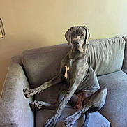 Aïka a rejoint le concours — aidez-le/la à gagner de superbes lots ! dog, great_dane, couch, indoor, pet, animal, relaxed, seated, gray, furniture, canine, living_room, companion, domestic, mammal, portrait, sitting, resting, house, friendly