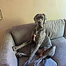 dog, great_dane, couch, indoor, pet, animal, relaxed, seated, gray, furniture, canine, living_room, companion, domestic, mammal, portrait, sitting, resting, house, friendly