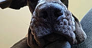 Aïka participe au concours pour gagner de l'argent avec cette photo : dog, canine, pet, close_up, wrinkled_face, floppy_ears, black_fur, white_chest_marking, indoors, curious, portrait, animal, mammal, companion, friendly, looking_up, texture, nose, whiskers, large_dog