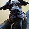 dog, canine, pet, close_up, wrinkled_face, floppy_ears, black_fur, white_chest_marking, indoors, curious, portrait, animal, mammal, companion, friendly, looking_up, texture, nose, whiskers, large_dog