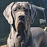 Aïka a rejoint le concours — aidez-le/la à gagner de superbes lots ! dog, great_dane, outdoor, sunlight, gray_coat, pet, animal, canine, portrait, backyard, fence, plastic_chair, large_dog, mammal, domestic_animal, ears, snout, fur, standing, watchful