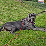 dog, great_dane, grass, leash, harness, outdoor, park, greenery, canine, pet, animal, resting, large_dog, summer, nature, mammal, daylight, lying_down, calm, quiet