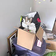 Baby joined the competition — help win amazing prizes! animal, bag, cardboard_box, cat, clutter, container, cozy, curious, fabric, floor, household, indoor, kitten, light_switch, pet, picture_frame, plastic, storage_bin, toy, wall
