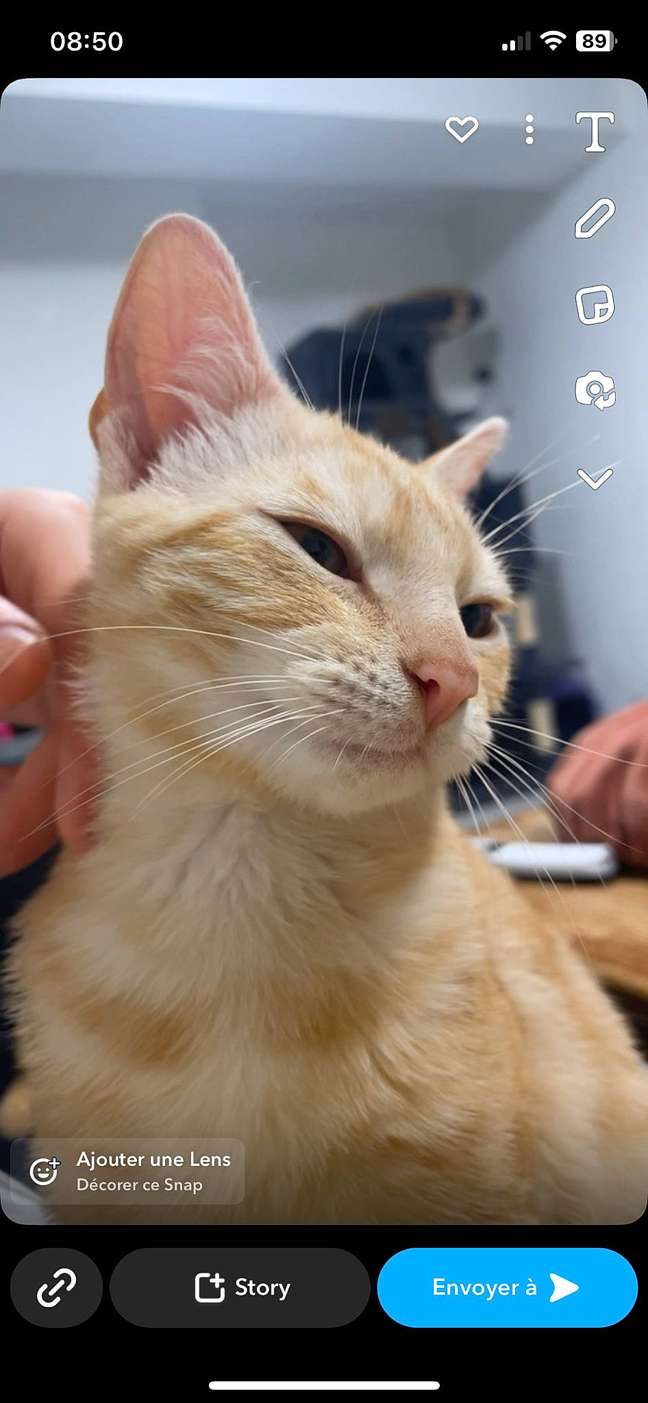 Biscuit a rejoint le concours — aidez-le/la à gagner de superbes lots ! carnivore, cat, claw, domestic_short_haired_cat, ear, fawn, felidae, fur, hand, paw, pet_supply, small_to_medium_sized_cats, tail, terrestrial_animal, whiskers, window