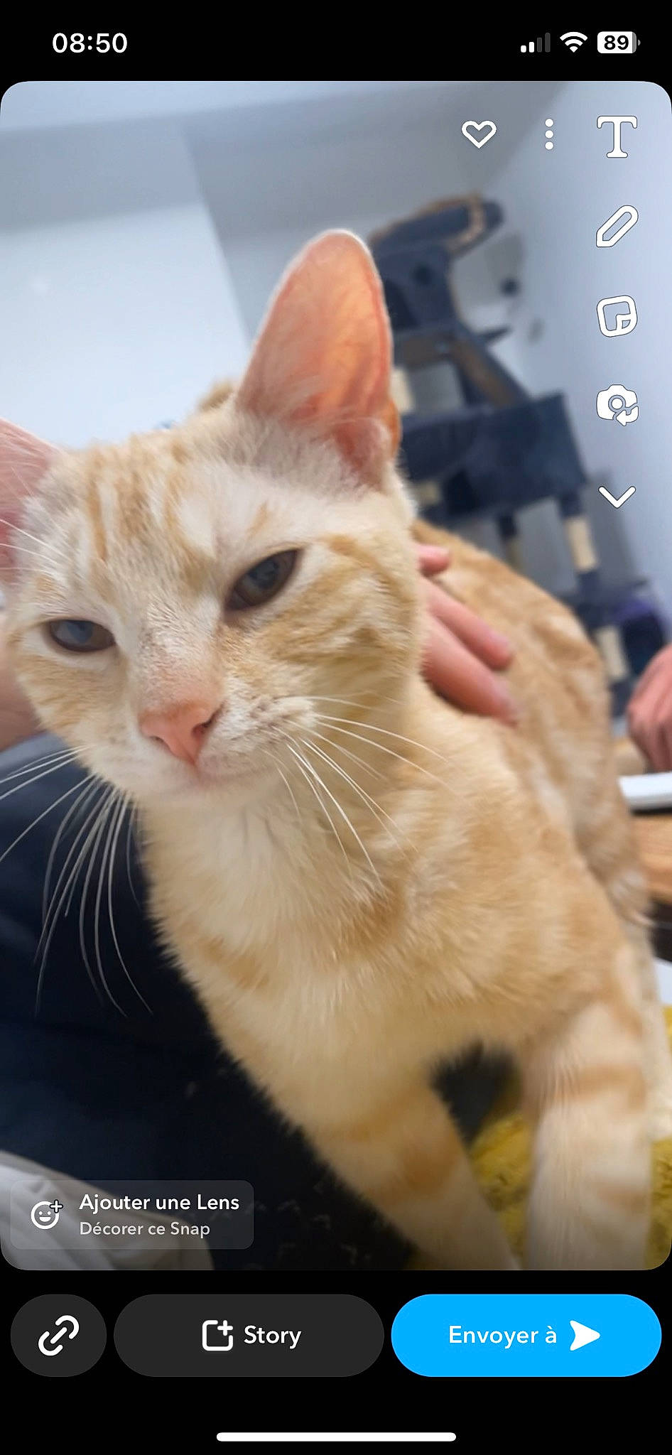 Biscuit participe au concours pour gagner de l'argent avec cette photo : carnivore, cat, claw, collar, domestic_short_haired_cat, fawn, felidae, fur, gesture, paw, small_to_medium_sized_cats, snout, tail, whiskers