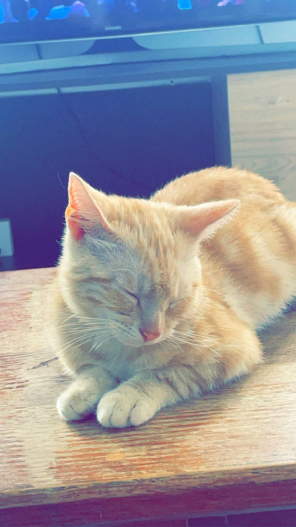 Biscuit participe au concours pour gagner de l'argent avec cette photo : carnivore, cat, claw, comfort, domestic_short_haired_cat, eye, fawn, felidae, flooring, foot, fur, hardwood, nap, paw, sitting, small_to_medium_sized_cats, snout, tail, whiskers, wood