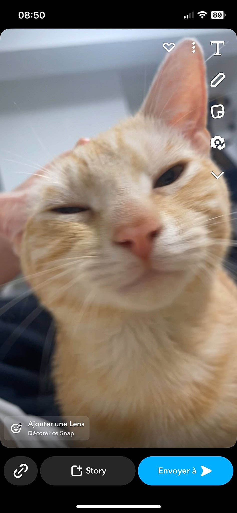 Biscuit participe au concours pour gagner de l'argent avec cette photo : carnivore, cat, domestic_short_haired_cat, event, fawn, felidae, fur, paw, photo_caption, small_to_medium_sized_cats, snout, terrestrial_animal, whiskers