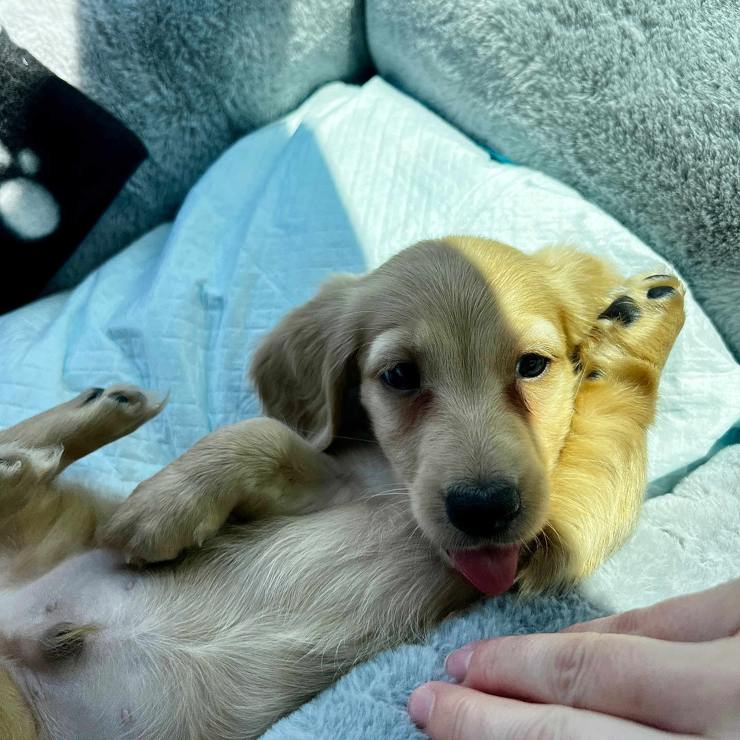 Cannoli is registered to the contest to win money with this photo: animal, baby, blanket, bodypart, canine, cockerspaniel, couch, dog, finger, furniture, goldenretriever, hand, hound, labradorretriever, person, pet, puppy, sleeping, terrier, towel