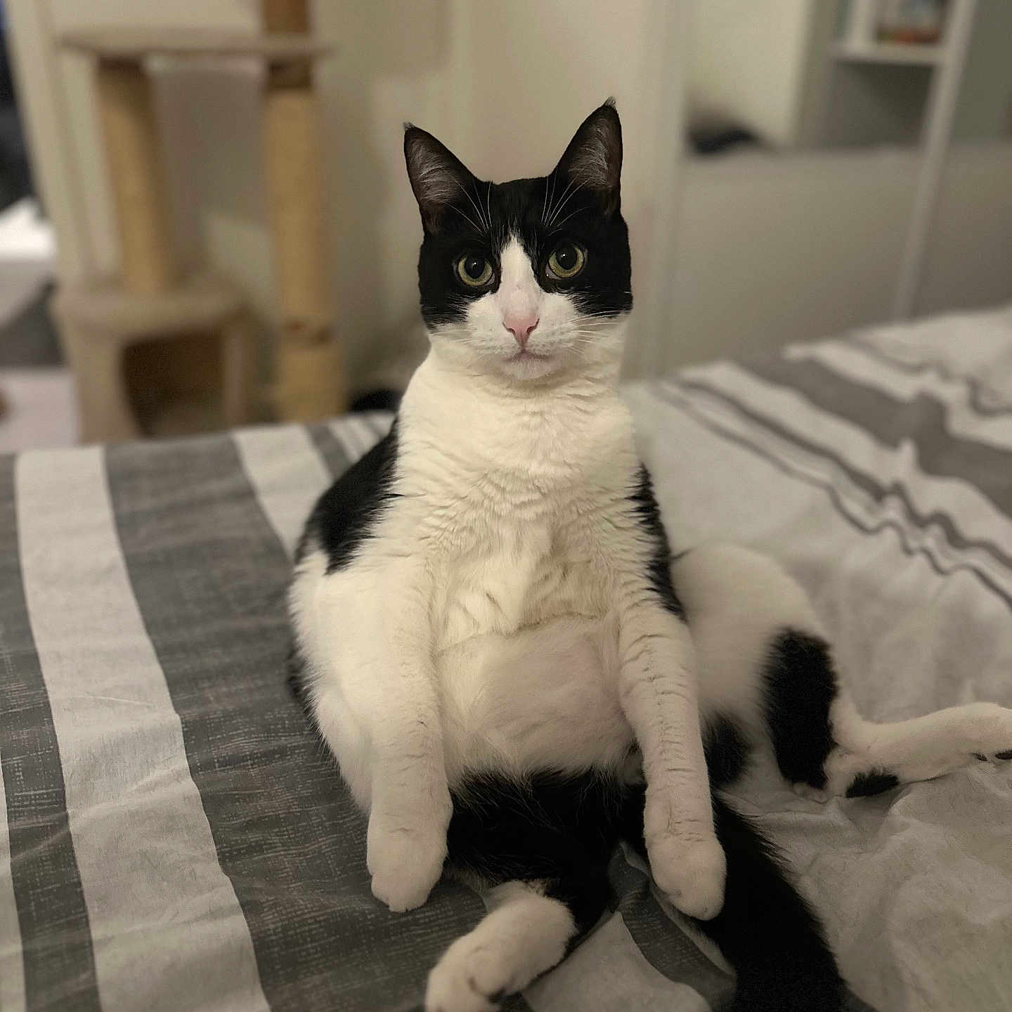 Loki a rejoint le concours — aidez-le/la à gagner de superbes lots ! abyssinian, angora, animal, bed, bedroom, blanket, cat, couch, cushion, furniture, homedecor, indoors, interiordesign, kitten, linen, manx, pet, quilt, room, white