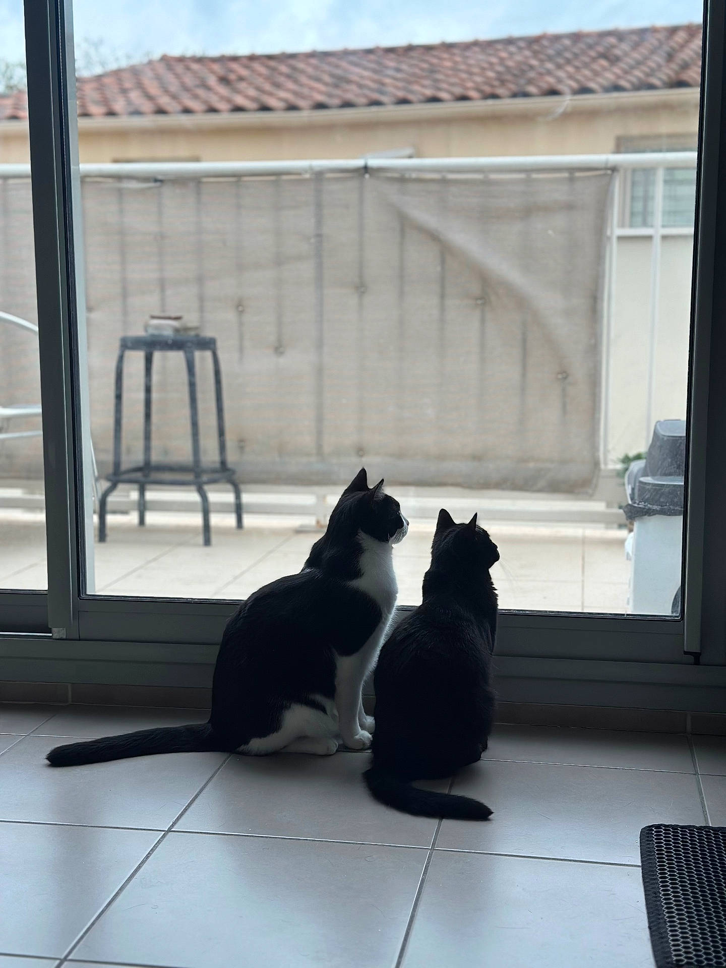 Freya participe au concours pour gagner de l'argent avec cette photo : animal, architecture, barstool, blackcat, building, cat, city, door, house, housing, indoors, kitten, manx, outdoors, pet, plant, pottedplant, shelter, window, windowsill
