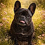 dog, french_bulldog, brindle, tongue_out, sunlight, wildflowers, garden, path, grass, outdoor, cute, pet, animal, portrait, nature, summer, closeup, ears, sitting, daylight