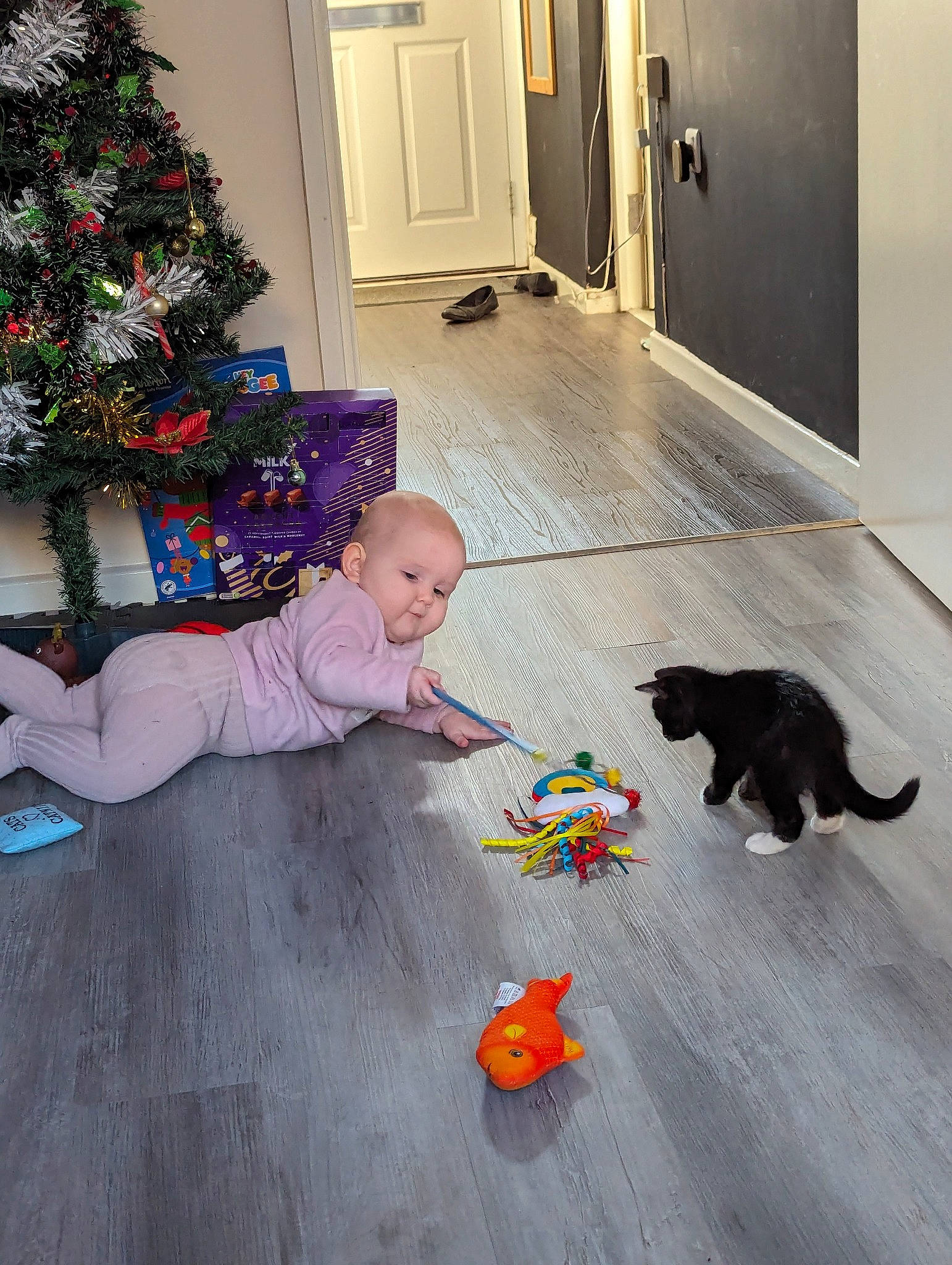 Aurora joined the competition — help win amazing prizes! carnivore, cat, child, christmas_tree, door, event, felidae, floor, flooring, hardwood, laminate_flooring, person, plant, room, small_to_medium_sized_cats, tail, toddler, tree, vertebrate, wood