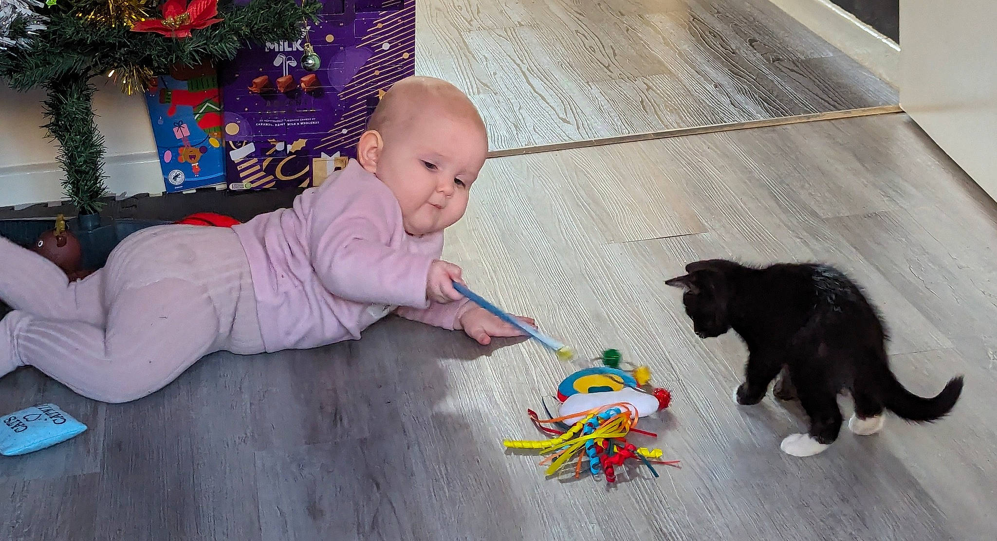 Aurora joined the competition — help win amazing prizes! baby, baby_toddler_clothing, baby_toys, child, companion_dog, crawling, floor, flooring, fun, grass, hardwood, person, play, room, sitting, tail, toddler, toy, wood, wood_flooring
