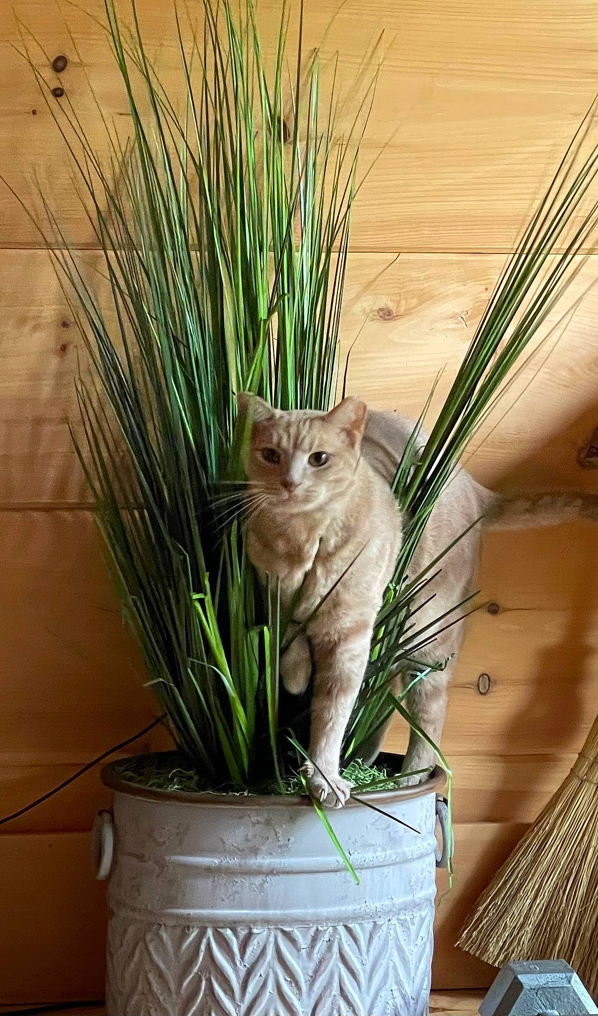 Cornbread joined the competition — help win amazing prizes! carnivore, cat, fawn, felidae, flowerpot, fur, grass, grass_family, hardwood, houseplant, plant, small_to_medium_sized_cats, snout, tail, terrestrial_animal, terrestrial_plant, tree, twig, whiskers, wood