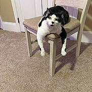 Luca joined the competition — help win amazing prizes! cat, black_and_white, chair, carpet, indoor, furniture, pet, relaxed, animal, domestic_cat, wooden_chair, cushion, legs, resting, home, floor, whiskers, fur, eyes, door
