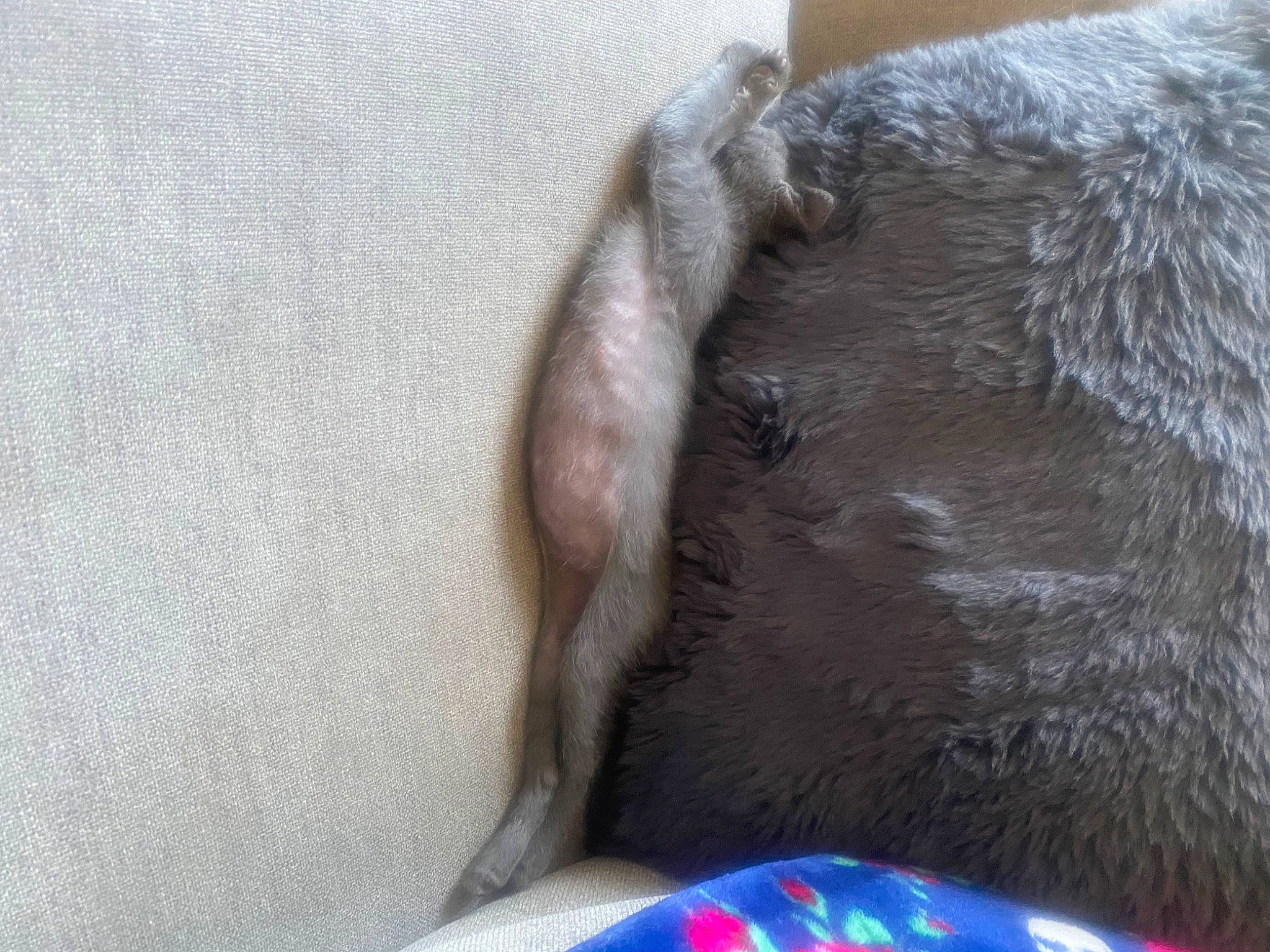 Mochi is registered to the contest to win money with this photo: carnivore, comfort, companion_dog, dog, electric_blue, fawn, felidae, foot, fur, grey, human_leg, liver, paw, small_to_medium_sized_cats, snout, tail, terrestrial_animal, whiskers, working_animal, wrinkle