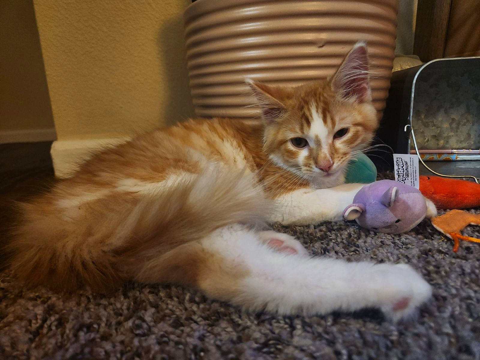 Dandelion is registered to the contest to win money with this photo: carnivore, cat, chair, claw, comfort, couch, domestic_short_haired_cat, fawn, felidae, foot, fur, lap, paw, sitting, small_to_medium_sized_cats, tail, whiskers, wood