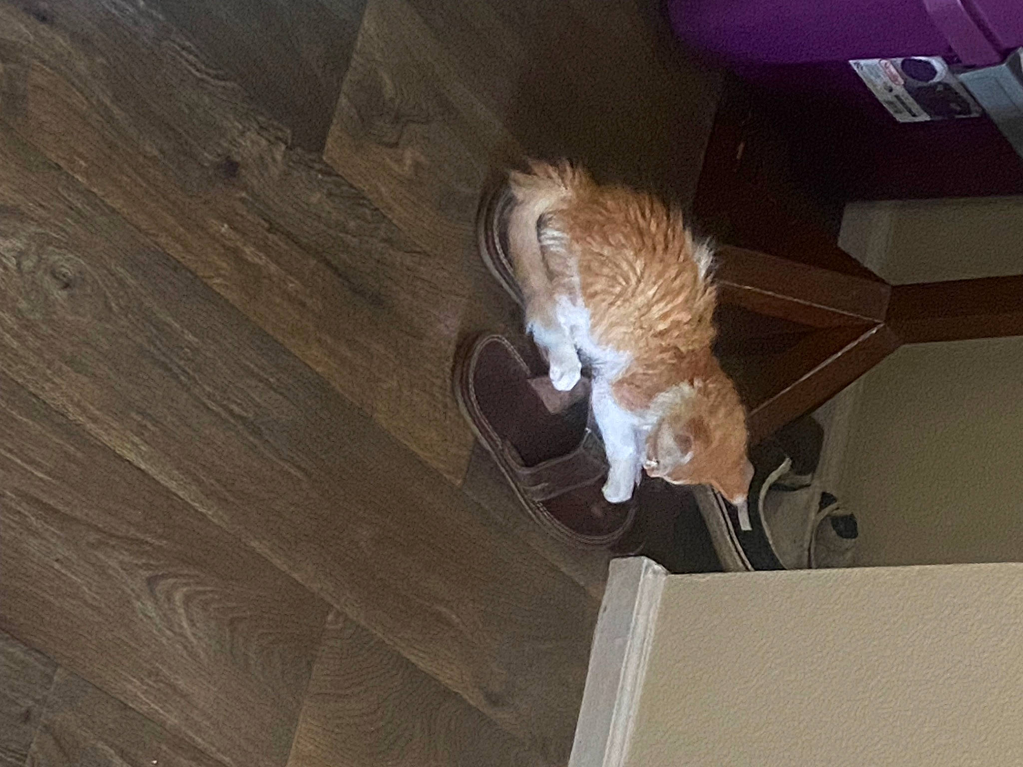 Dandelion is registered to the contest to win money with this photo: beak, bird_of_prey, ceiling, electrical_wiring, fawn, feather, felidae, flooring, fur, hardwood, plank, plywood, small_to_medium_sized_cats, tail, varnish, whiskers, wing, wire, wood, wood_stain