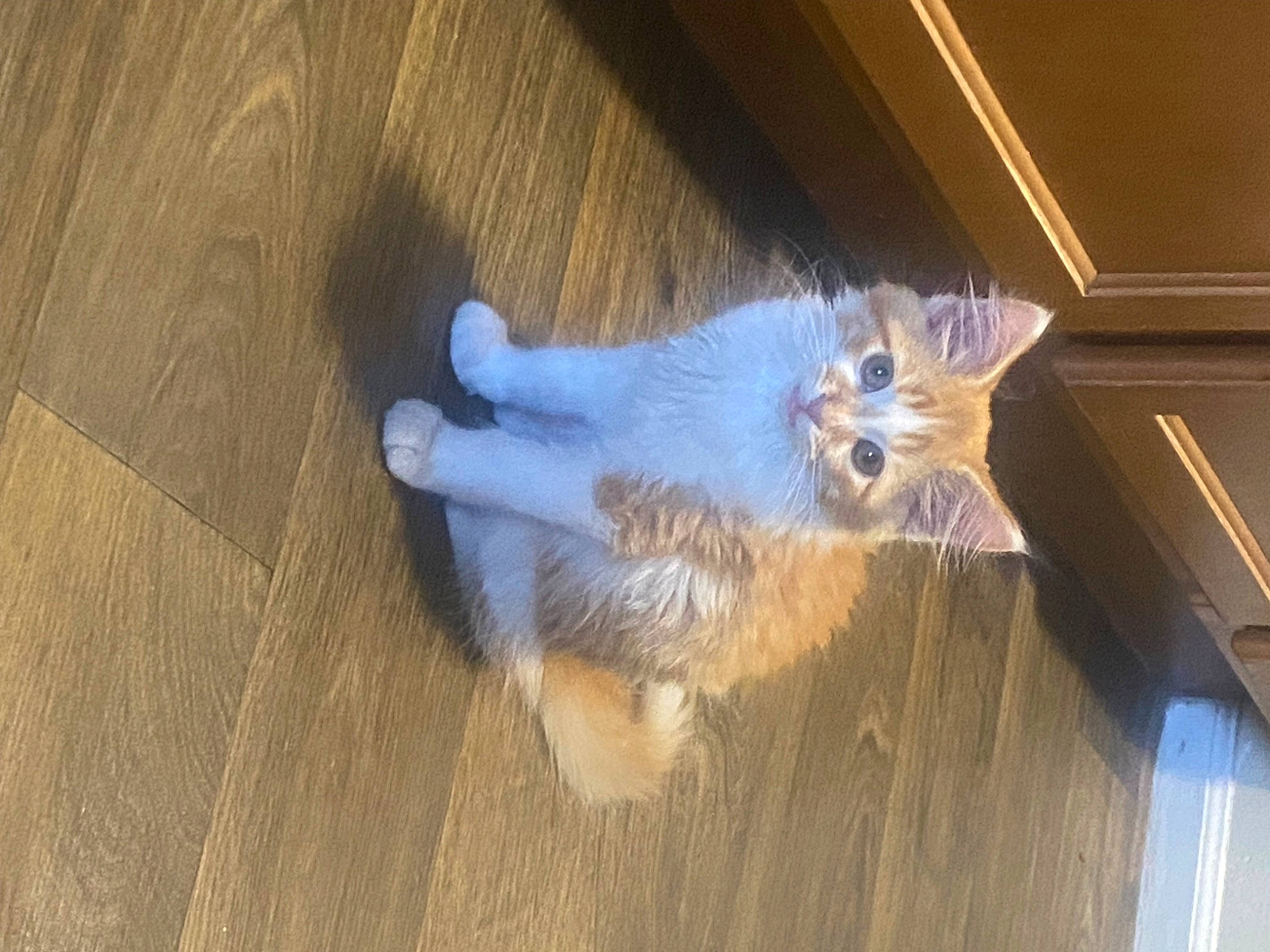 Dandelion is registered to the contest to win money with this photo: canidae, carnivore, cat, comfort, companion_dog, dog_breed, fawn, felidae, floor, flooring, hardwood, laminate_flooring, paw, small_to_medium_sized_cats, snout, sporting_group, tail, whiskers, wood, wood_stain