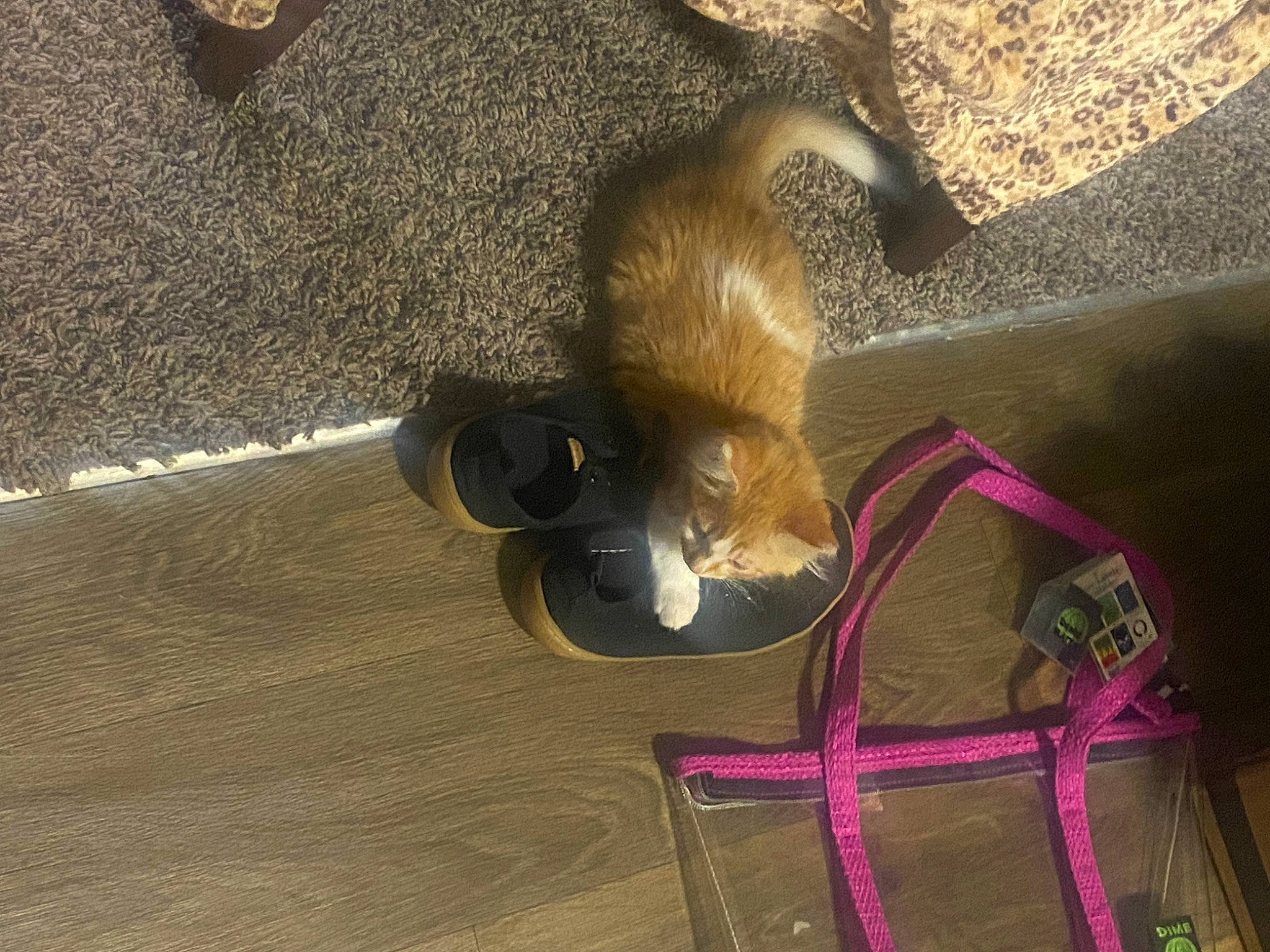 Dandelion is registered to the contest to win money with this photo: carnivore, fawn, felidae, floor, flooring, fur, hardwood, human_leg, pet_supply, rodent, shadow, small_to_medium_sized_cats, snout, squirrel, tail, terrestrial_animal, whiskers, wire, wood, wood_flooring