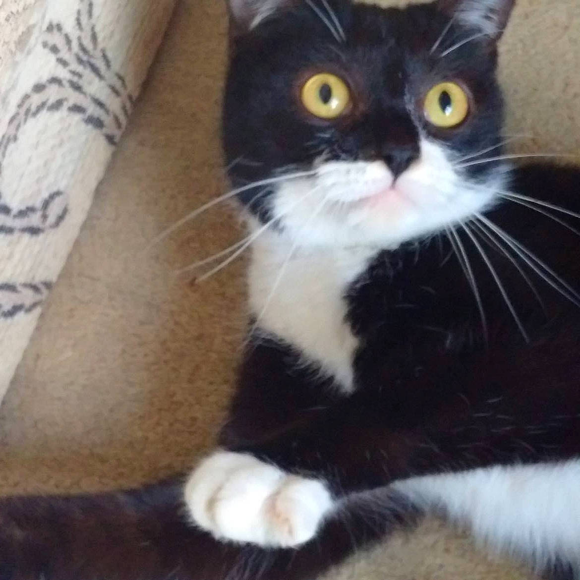 Annabelle is registered to the contest to win money with this photo: black_cat, carnivore, cat, claw, comfort, domestic_short_haired_cat, eye, felidae, fur, paw, small_to_medium_sized_cats, snout, tail, terrestrial_animal, whiskers